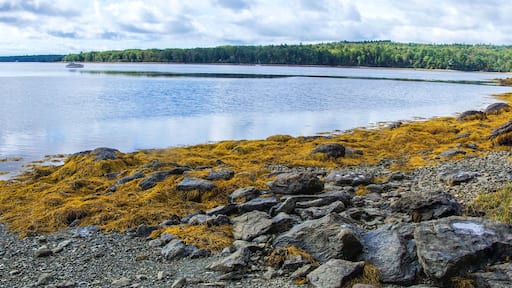 Grass, kelp and stones on beach