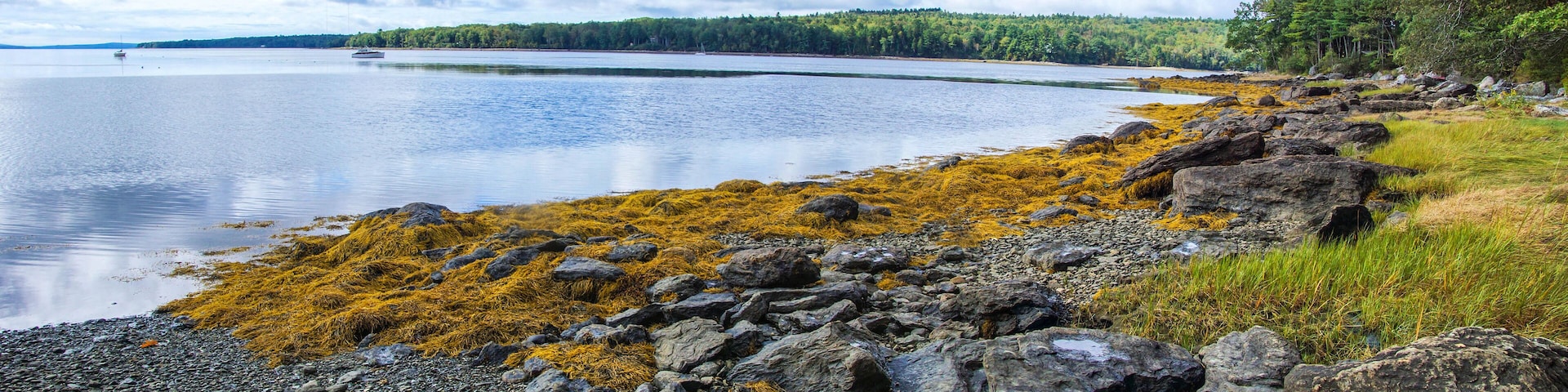 Grass, kelp and stones on beach