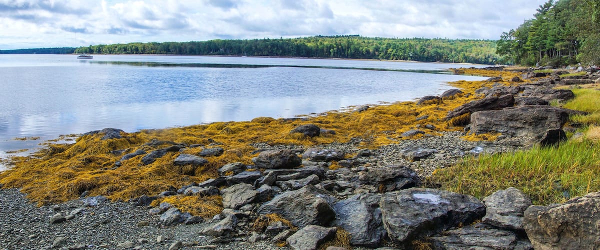 A rocky shoreline with yellow seaweed, calm water, a distant boat, and a forested coastline.