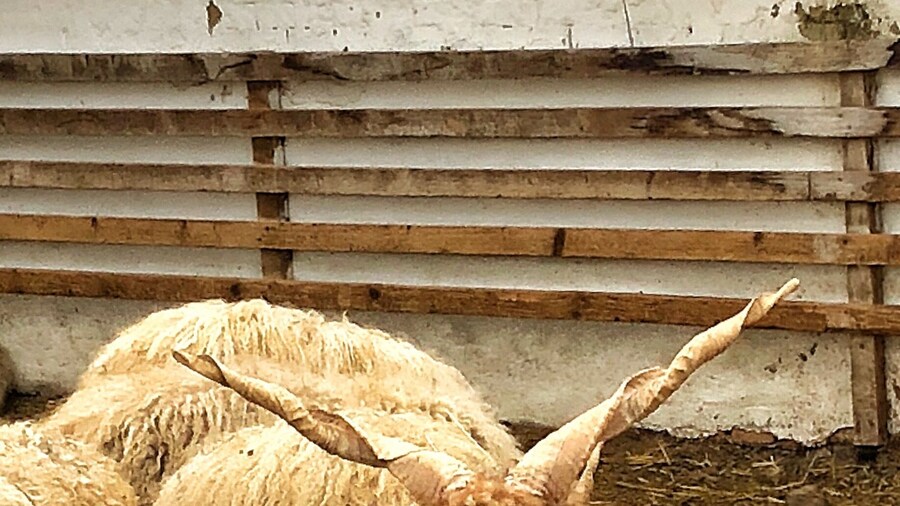 Hungarian Racka sheep in the lovely open air museum outside of Szentendre, Hungary.