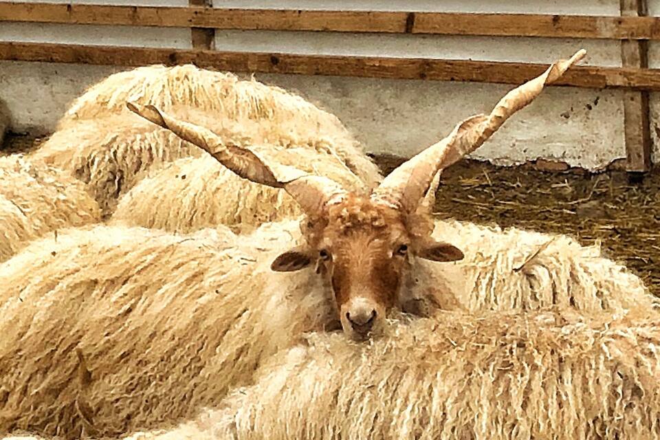 A group of sheep with large horns in a pen.