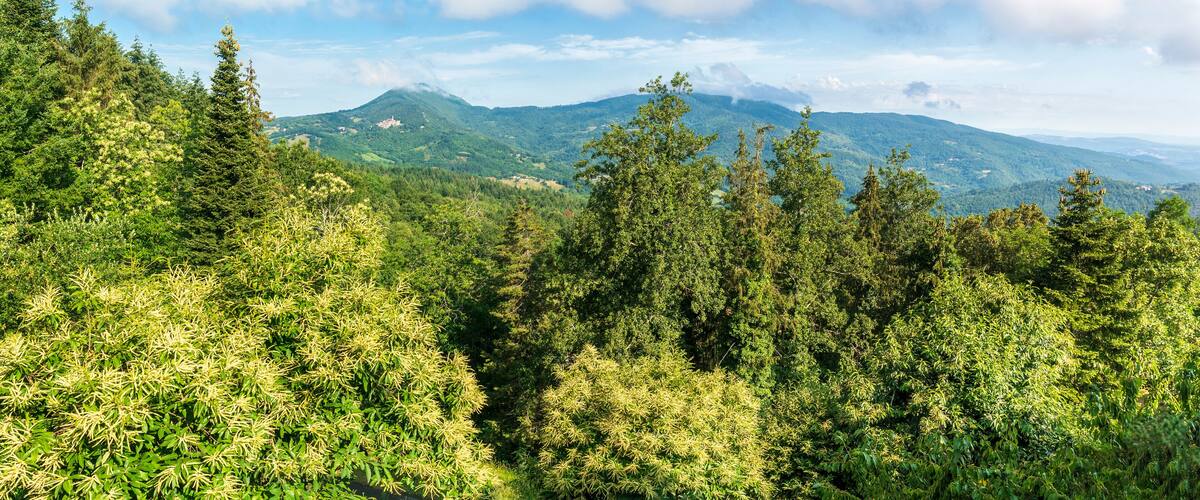 A mountainous landscape with dense forests and a clear blue sky.