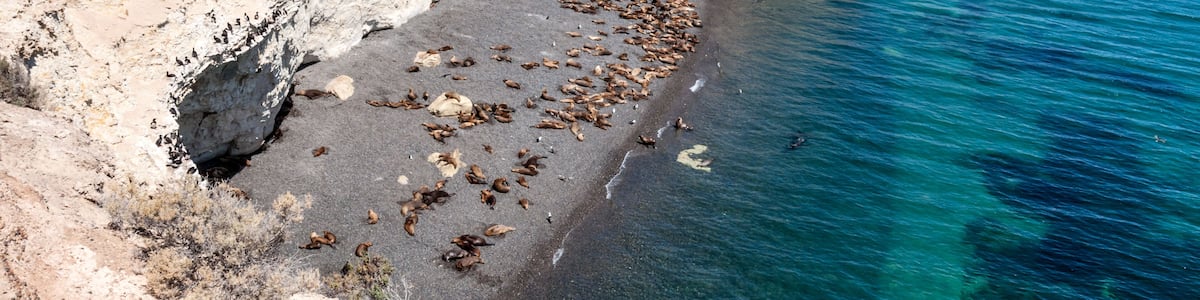 Colony of sea lions on a beach