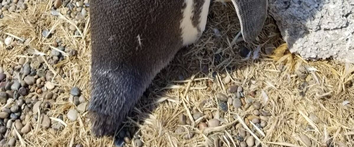 Magallanic penguins near Puerto Madryn, Argentina. One of the most underrated places in South America. Excellent place for whale watching, seeing penguins and swimming with sea lions. This photo was taken at one of the penguin colonies. If you go during November you can see the chicks hatching. #LifeAtExpedia