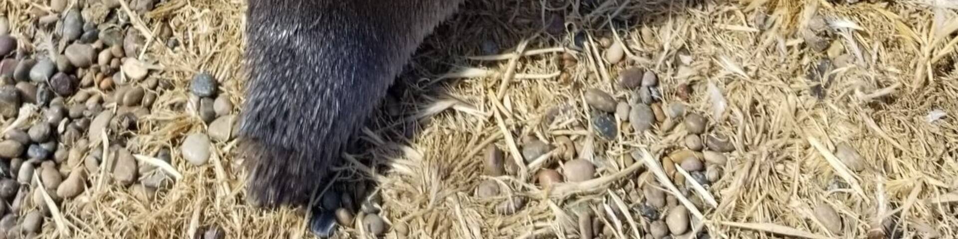 Magallanic penguins near Puerto Madryn, Argentina. One of the most underrated places in South America. Excellent place for whale watching, seeing penguins and swimming with sea lions. This photo was taken at one of the penguin colonies. If you go during November you can see the chicks hatching. #LifeAtExpedia
