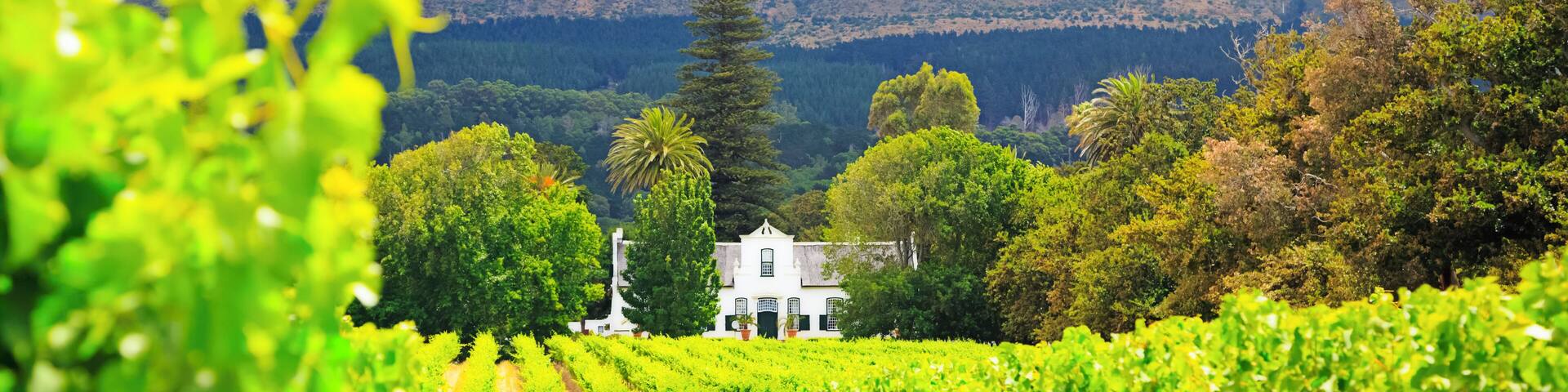 A vineyard with rows of grapevines, a white building, and a mountain range in the background.