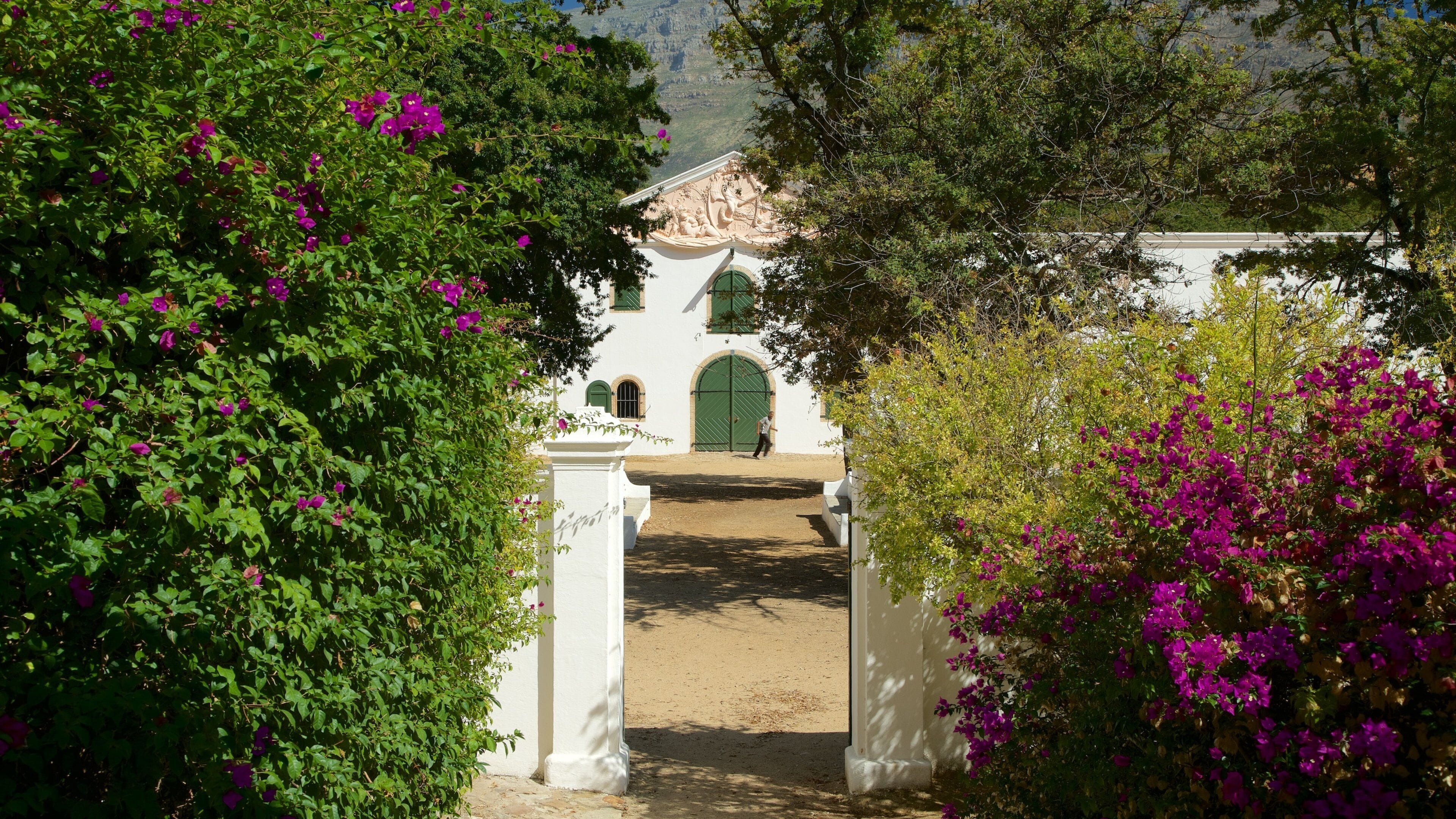 Constantia showing wildflowers