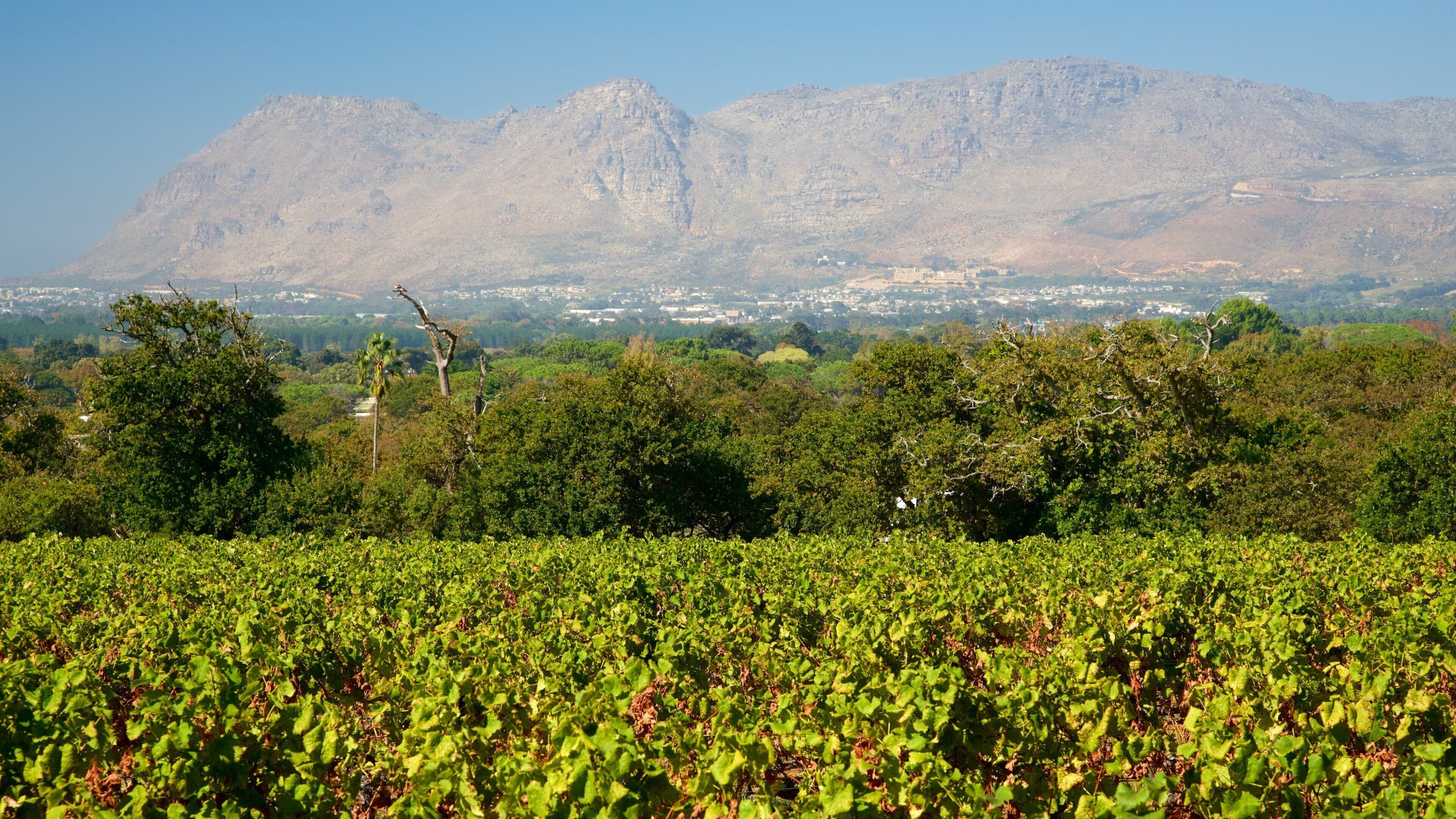 Constantia which includes farmland