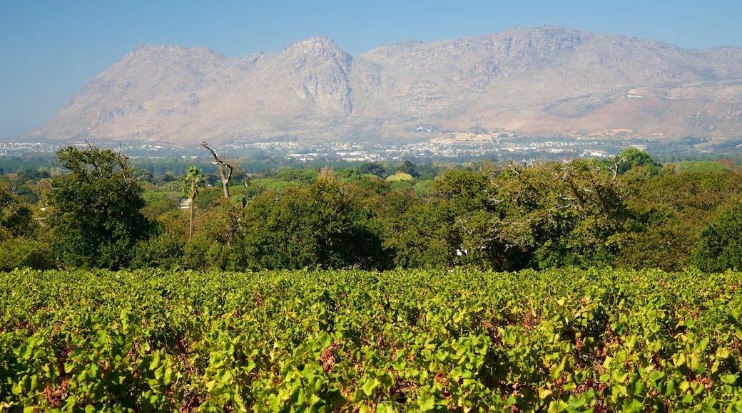 Constantia which includes farmland