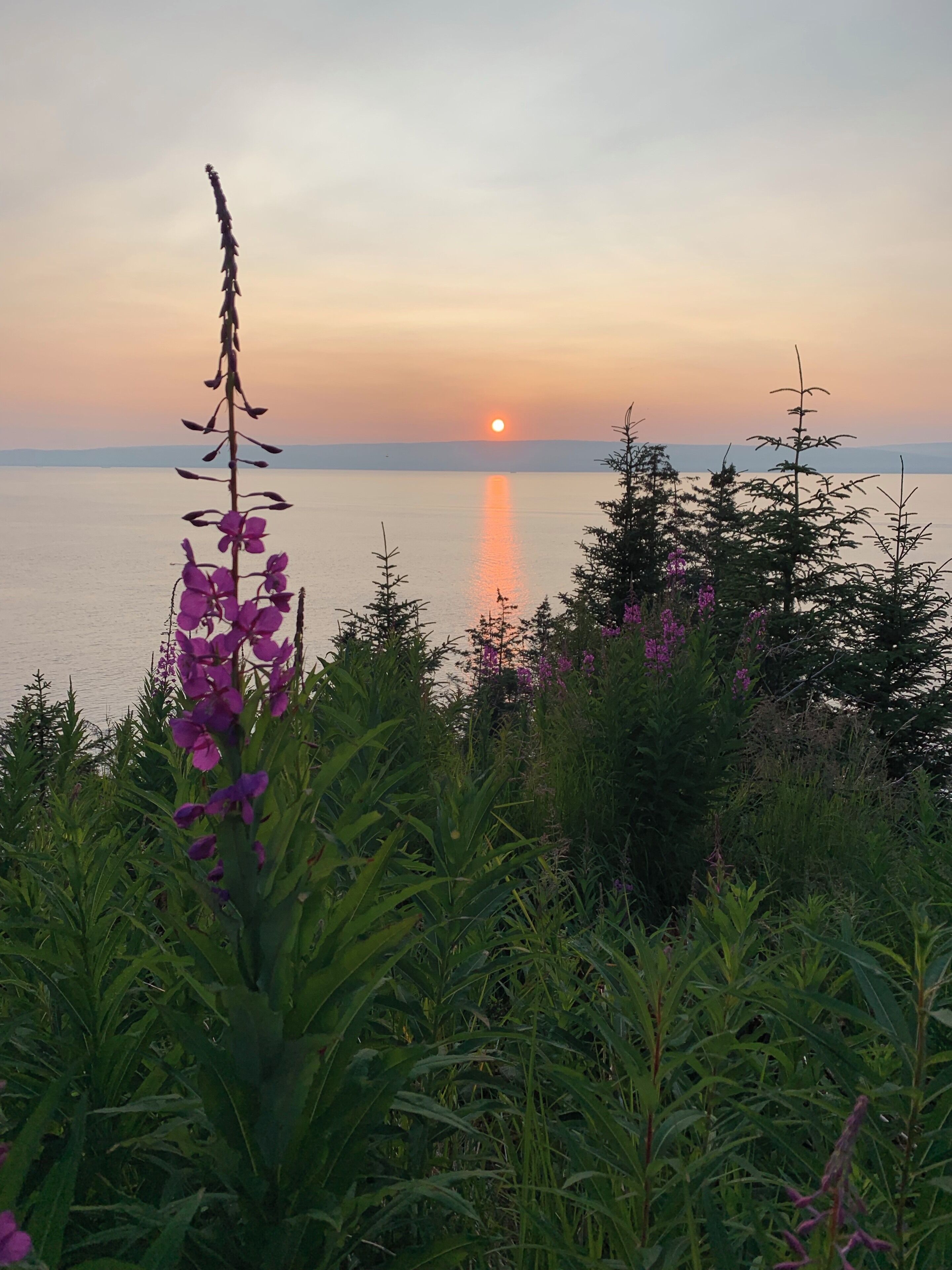 Smokey wildfire sunset and fireweed overlooking Kachemak Bay. #Adventure