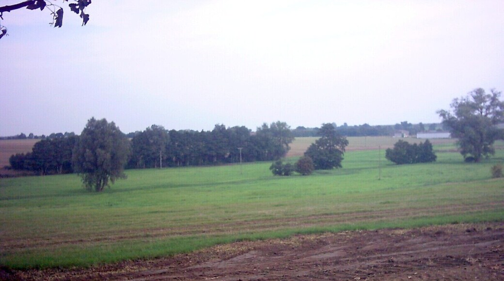 Woods near Willow Farm.