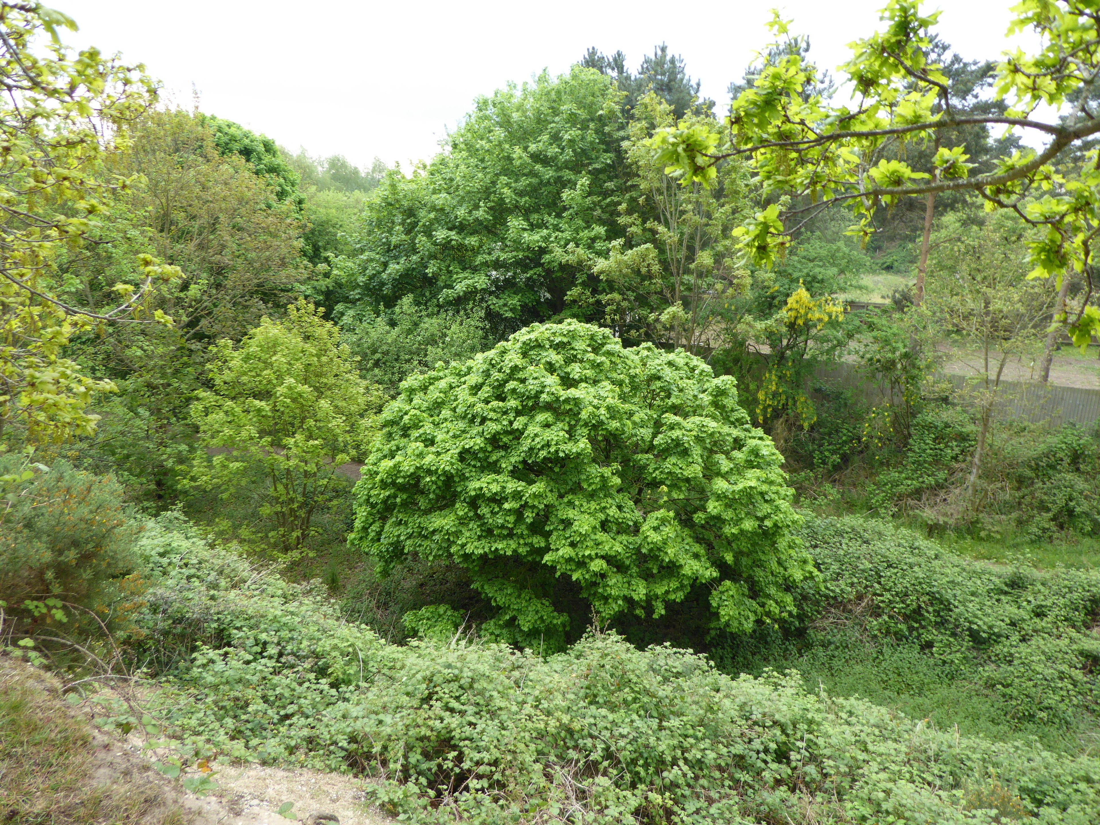 Holton Pit is a geological Site of Special Scientific Interest east of Halesworth in Suffolk.