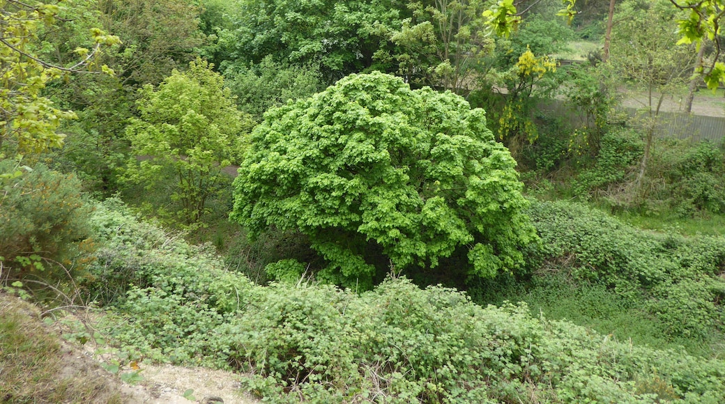 Holton Pit is a geological Site of Special Scientific Interest east of Halesworth in Suffolk.