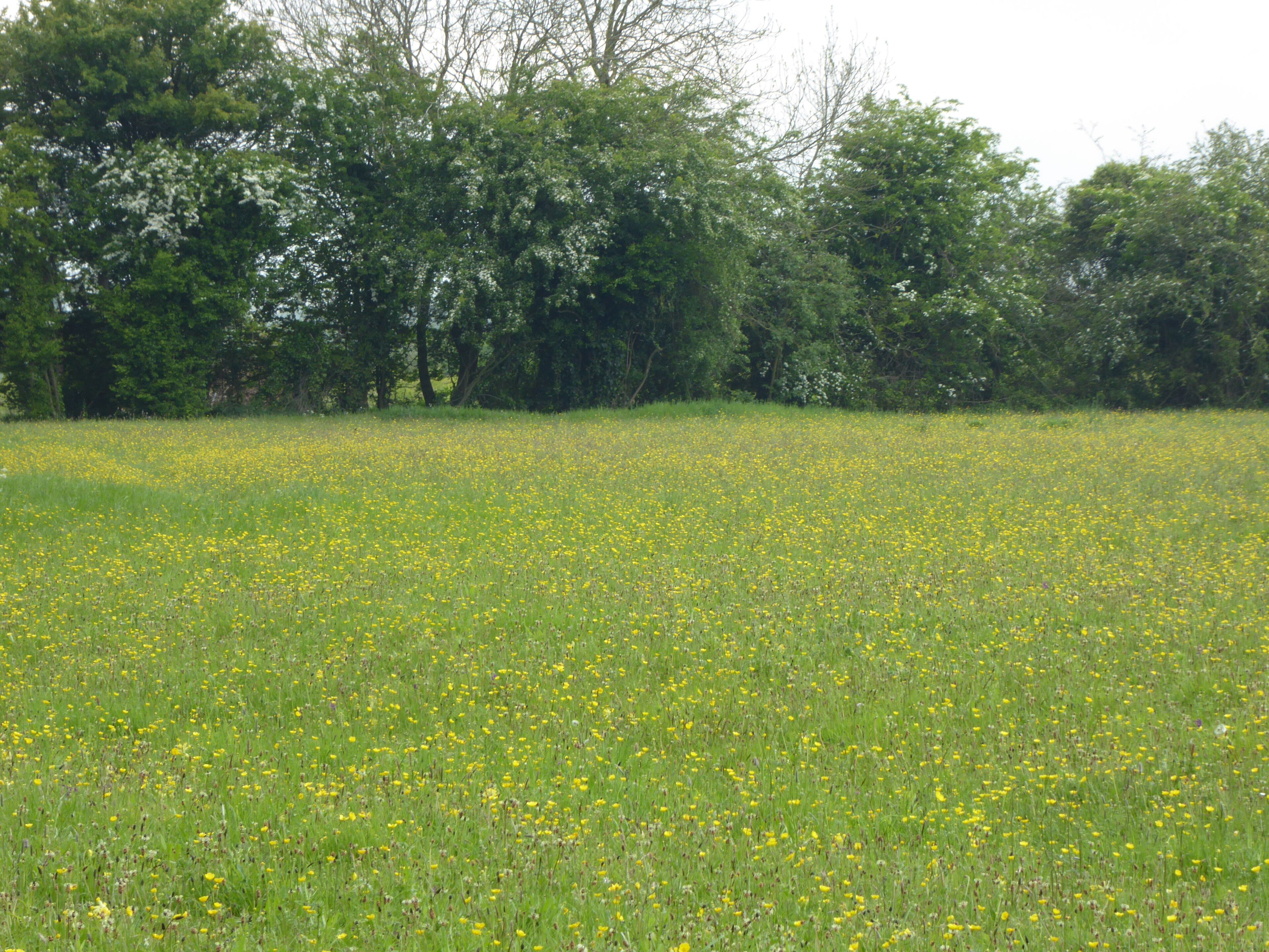 Laurel Farm Meadow is a biological Site of Special Scientific Interest west of Halesworth in Suffolk.