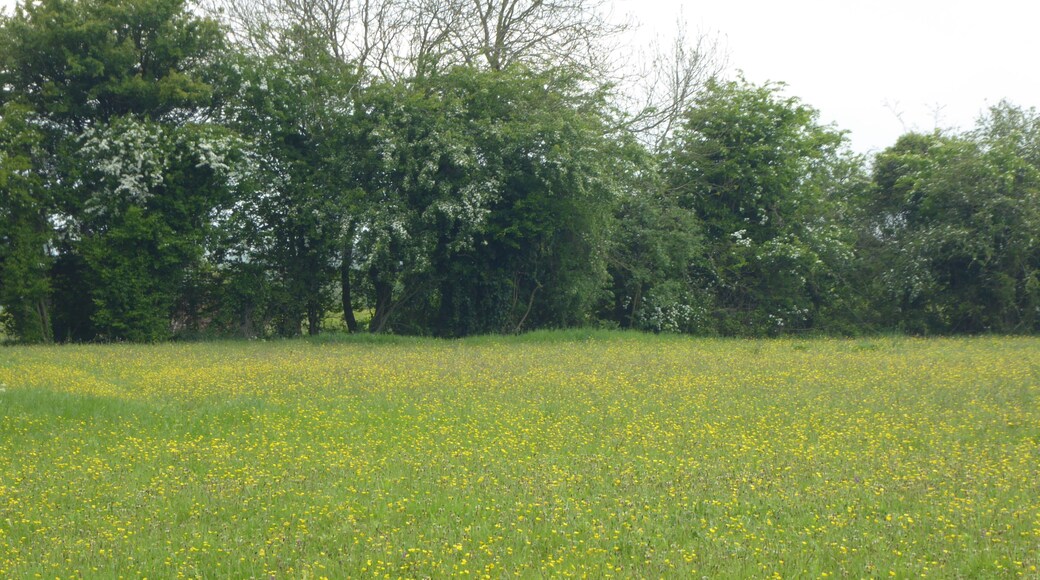 Laurel Farm Meadow is a biological Site of Special Scientific Interest west of Halesworth in Suffolk.