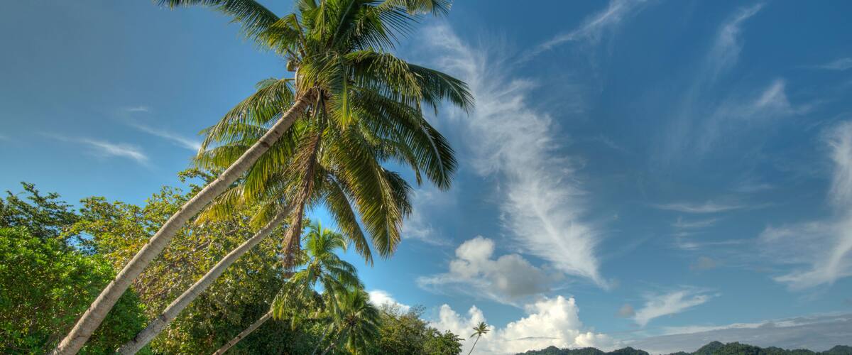 A palm tree leaning over a calm body of water, surrounded by lush greenery and a clear blue sky.