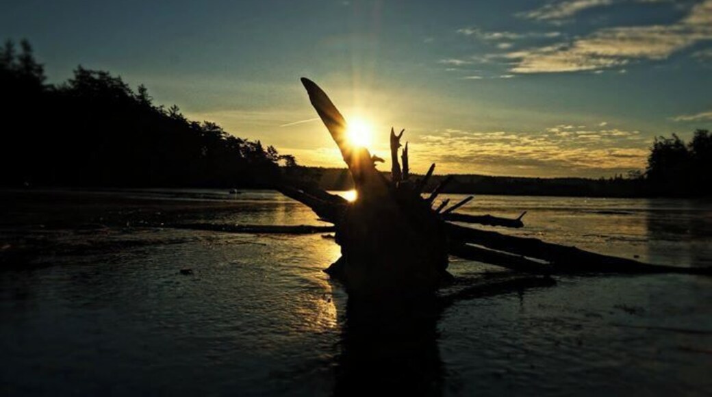 #goldenhour
Whidby Island, in the Puget sound off Seattle, is especially stunning in the winter. Frozen lakes to your left, with the Pacific ocean on your right. Driftwood trapped in the ice are on display, with flocks of Canadian geese about.