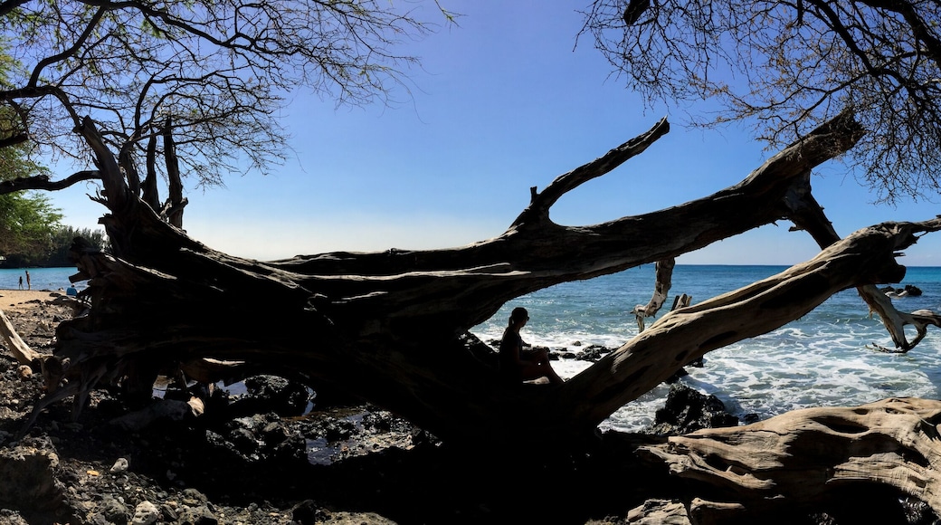 Silhouette of a Woman Through the Driftwood at a Beach on the Big Island of Hawaii