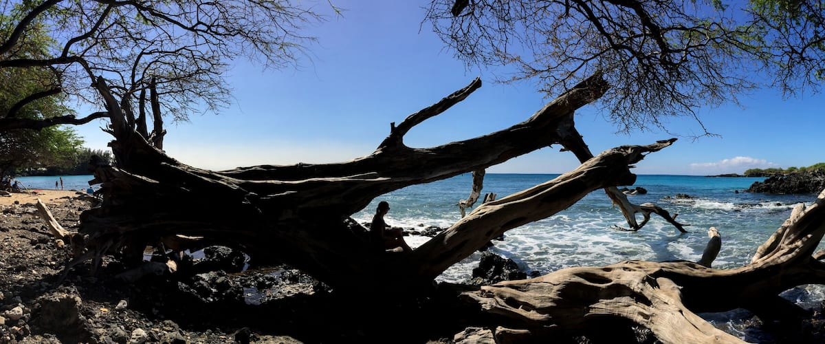 A coastal landscape with a prominent fallen tree trunk, rocky beach, and clear blue sea.