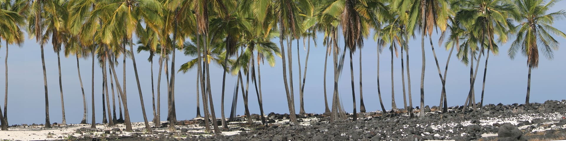 hawaii palm trees