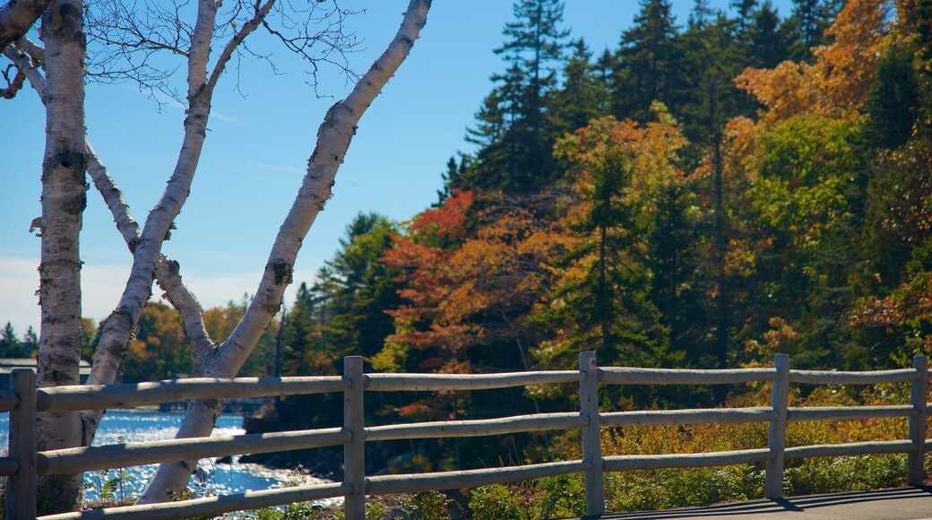 Bar Harbor showing a bay or harbor