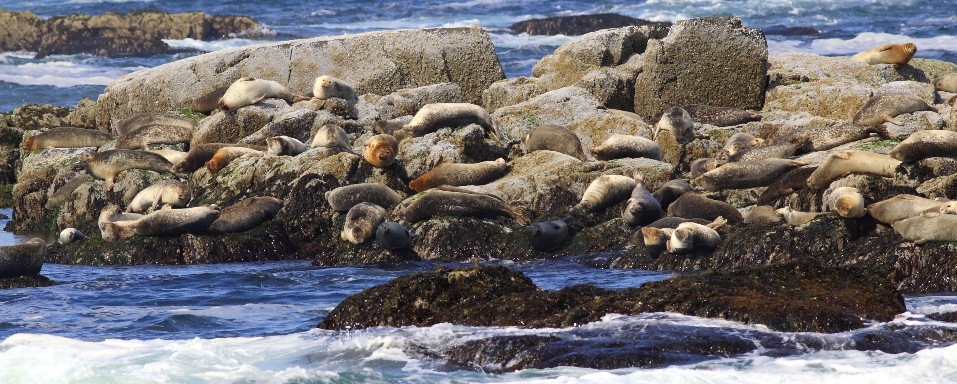 Harbor Seals