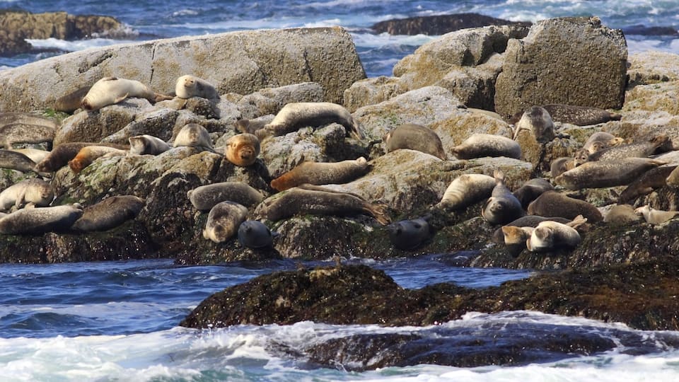 A rocky coastline with numerous seals resting on the rocks.