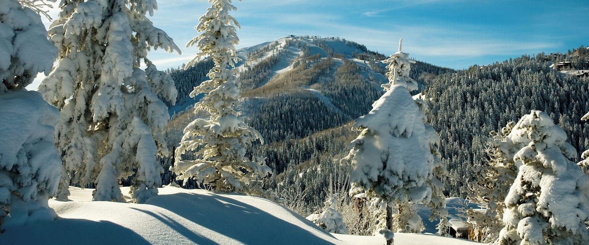 Pillows of new fallen snow bedeck pine trees at Deer Valley Resort with Bald mountain in background on snowy day in Park City, Utah.