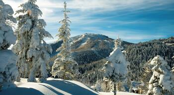 Pillows of new fallen snow bedeck pine trees at Deer Valley Resort with Bald mountain in background on snowy day in Park City, Utah.