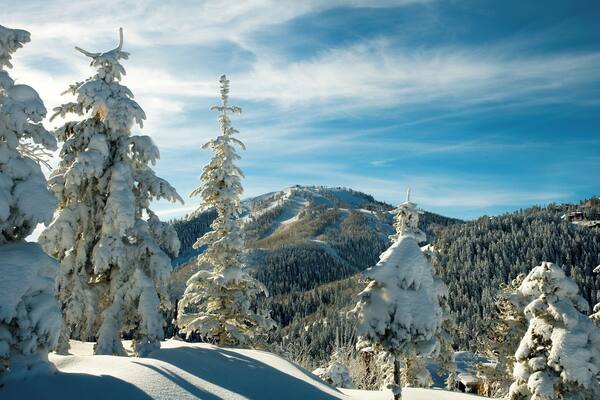 Pillows of new fallen snow bedeck pine trees at Deer Valley Resort with Bald mountain in background on snowy day in Park City, Utah.