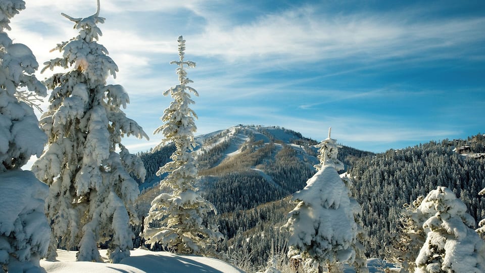 Pillows of new fallen snow bedeck pine trees at Deer Valley Resort with Bald mountain in background on snowy day in Park City, Utah.