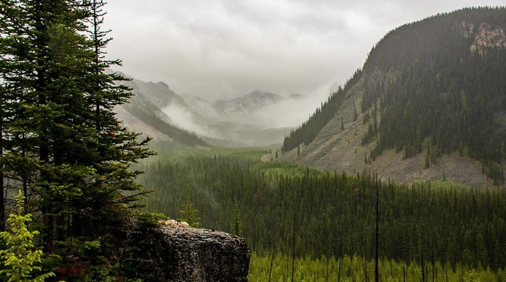 Where the road ends, the adventure begins...
This back country area is a bit of a drive to get to but provides a view well worth it! Access to the Beehive Natural Area in Alberta is possible from here.
#thalladayphotography #elkvalley
#mybackyard