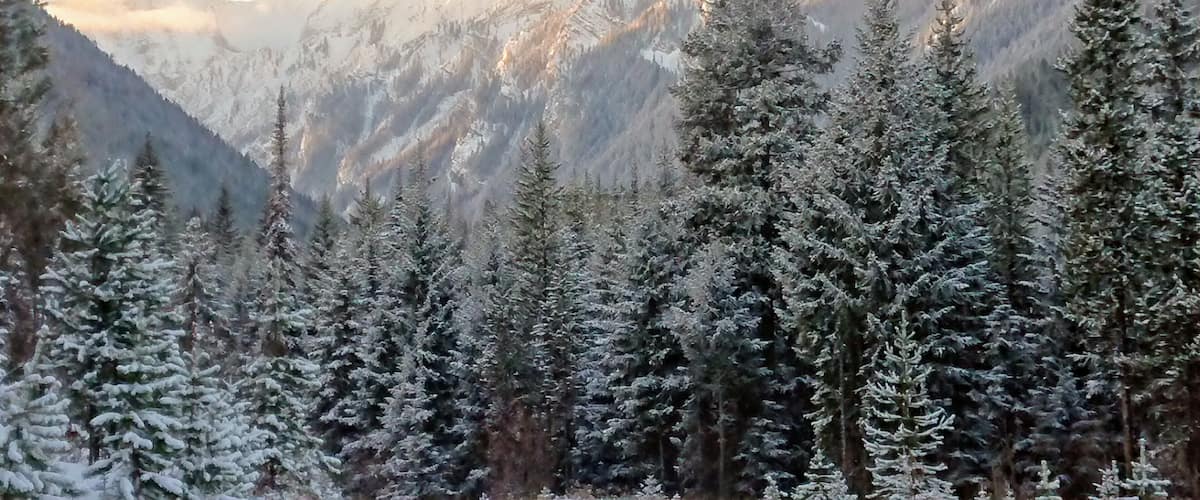 A forest of snow-covered evergreen trees with a mountain range in the background.