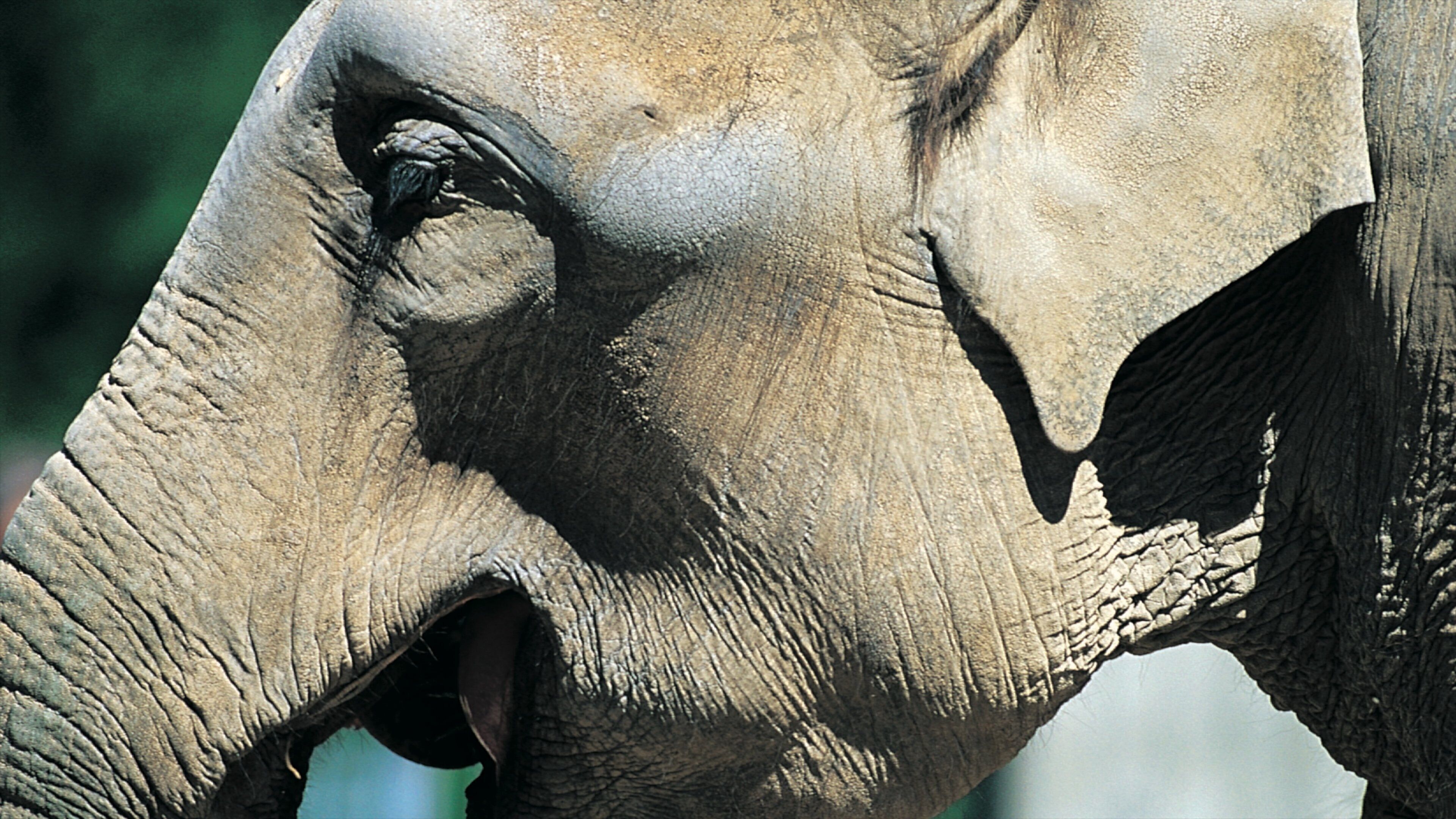 Københavns Zoologiske Have som viser landdyr og dyr fra zoologisk have