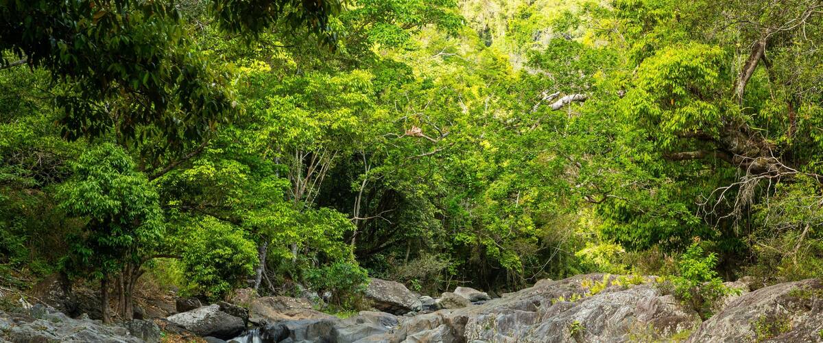 Crystal Cascades which includes a river or creek and forests