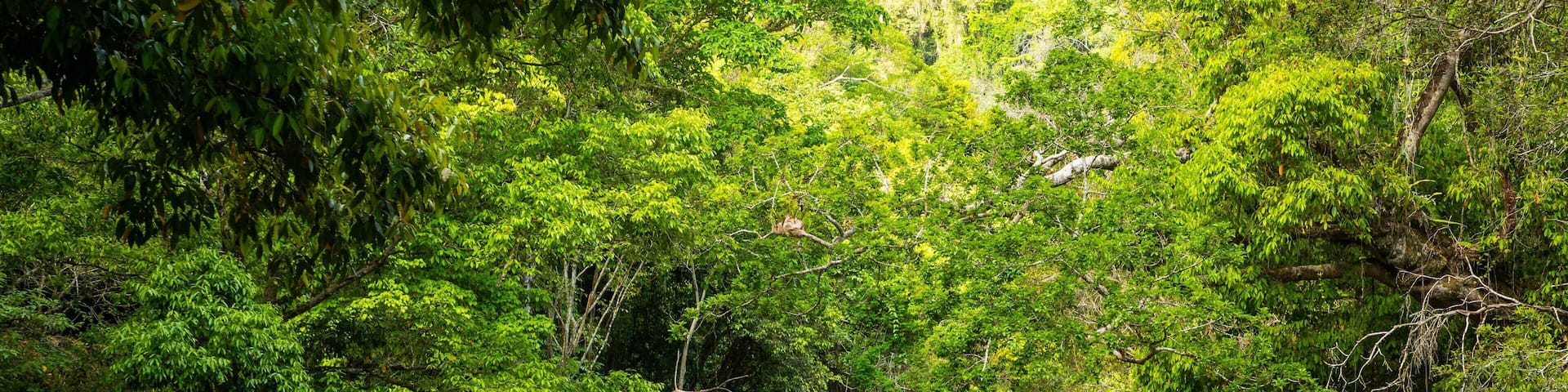 Crystal Cascades which includes a river or creek and forests