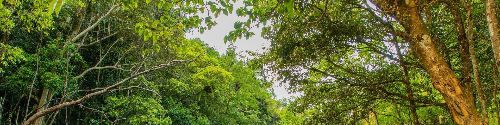 Crystal Cascades which includes forests and a river or creek as well as a couple