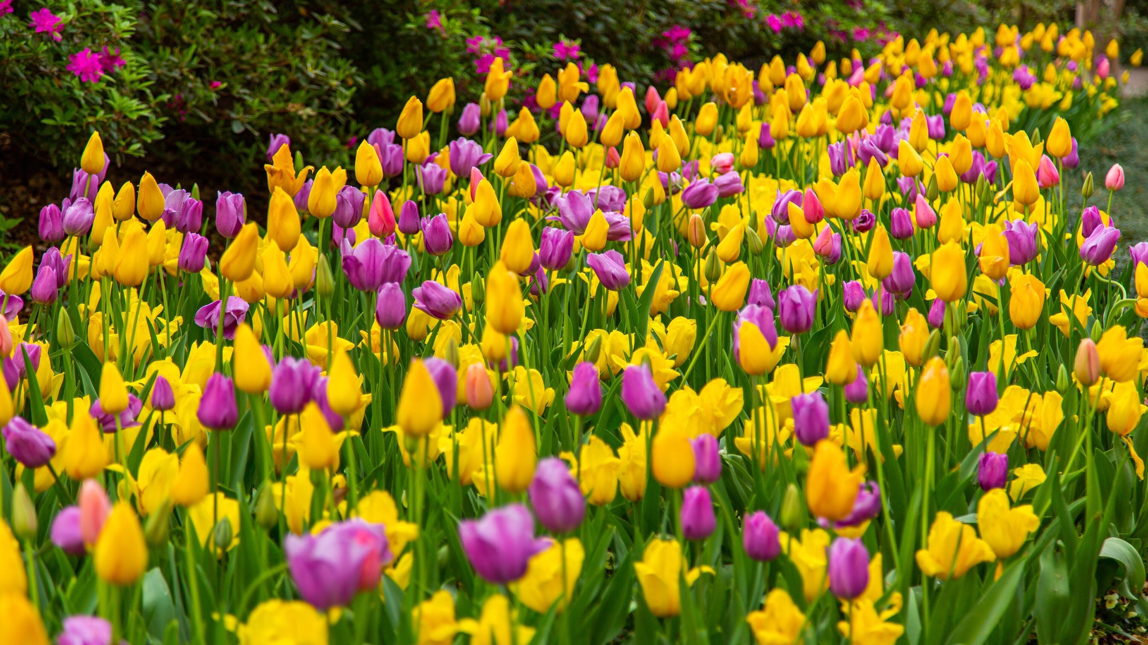 Dallas Arboretum and Botanical Garden showing flowers and a garden