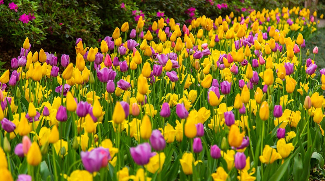 Dallas Arboretum and Botanical Garden showing flowers and a garden