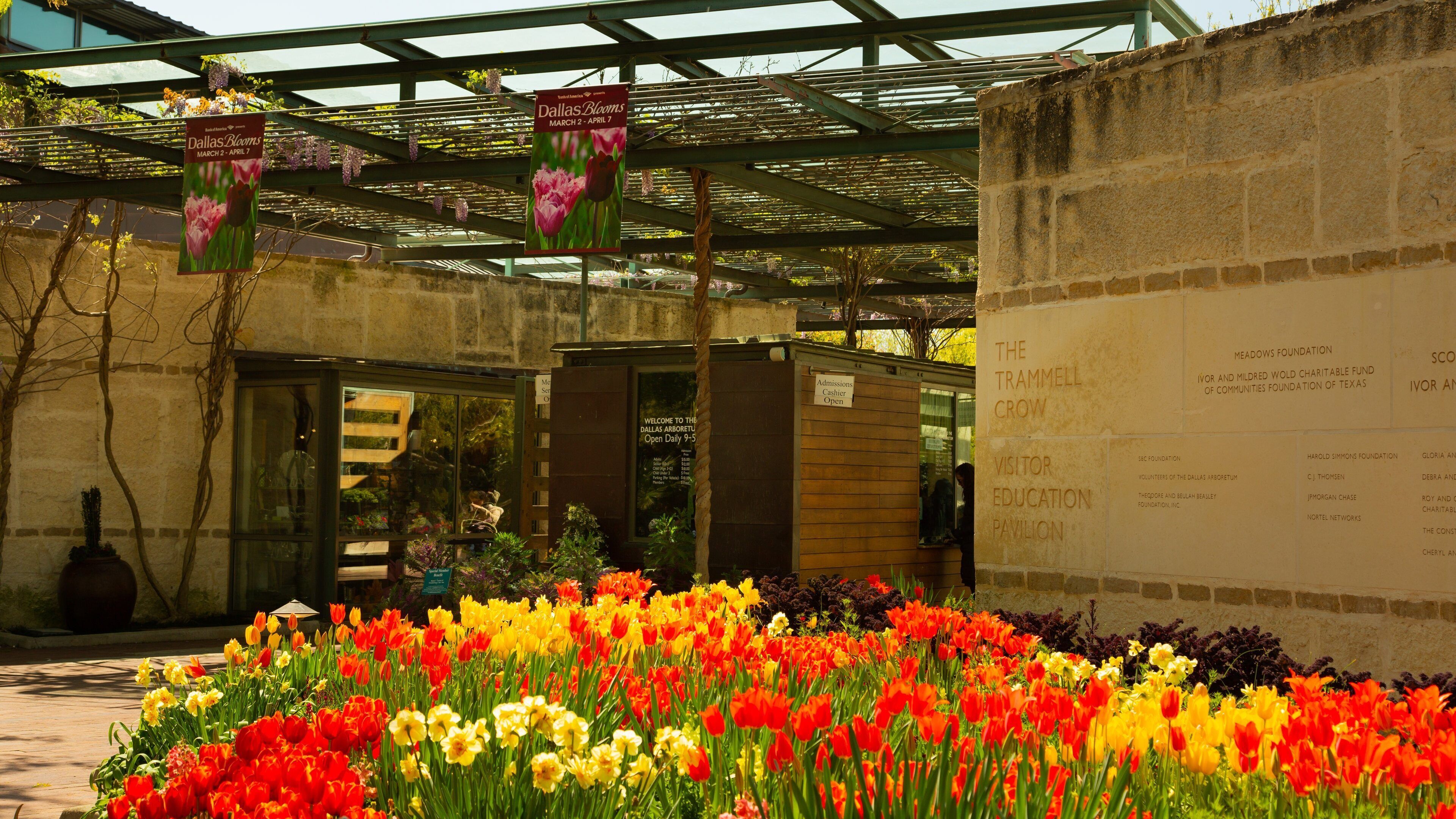 A vibrant flower garden with a variety of tulips and other flowers. There are signs hanging from the pergola indicating the Dallas Blooms event dates.