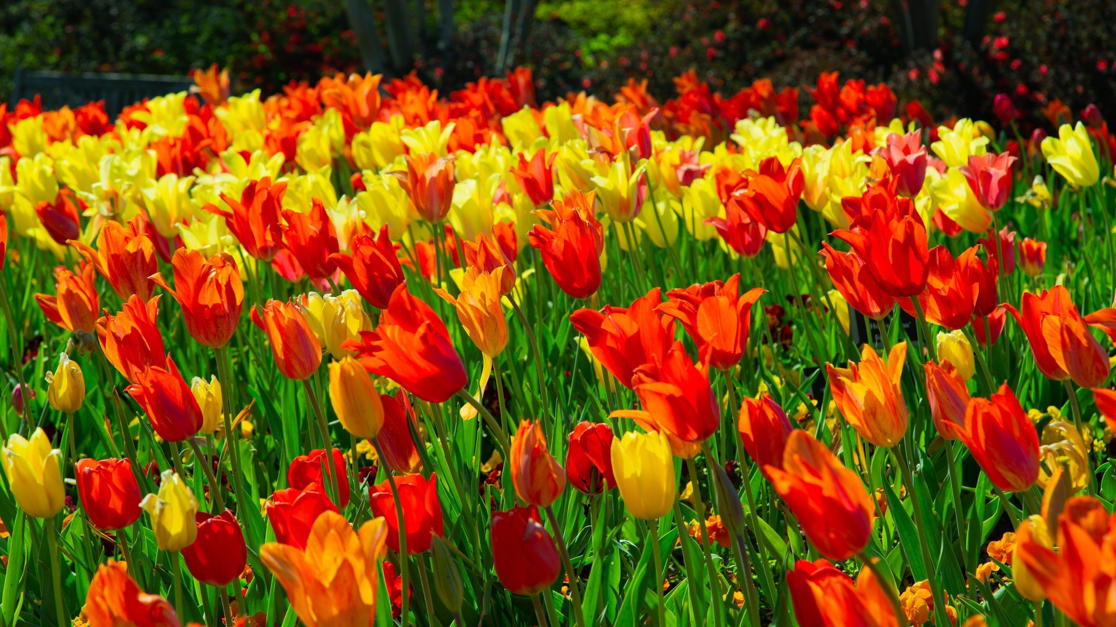 Dallas Arboretum and Botanical Garden