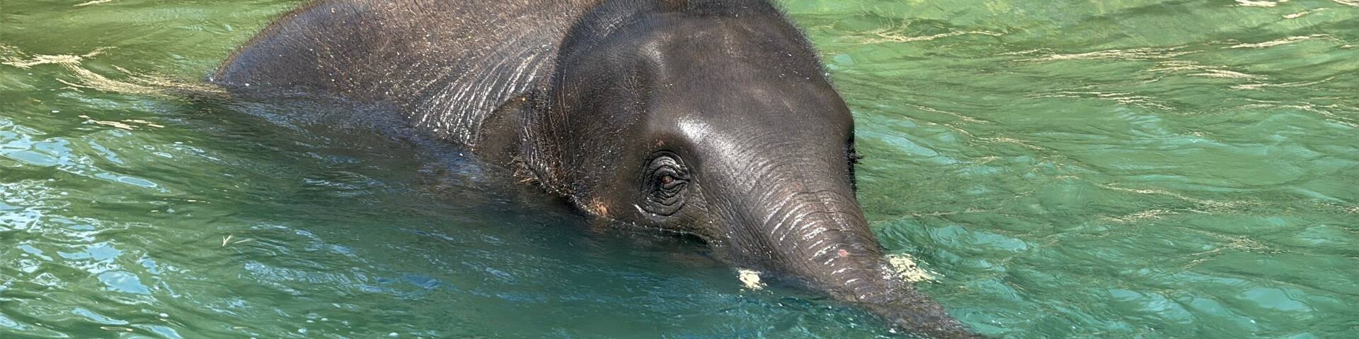 elephant in the water, Fort Worth Zoo, Texas, USA
