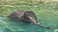 elephant in the water, Fort Worth Zoo, Texas, USA