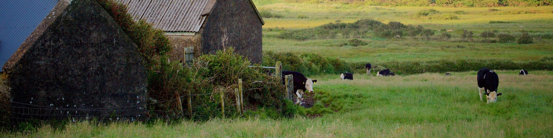 A rural landscape with a stone house, grazing cows, and a distant view of a coastal town and hills.