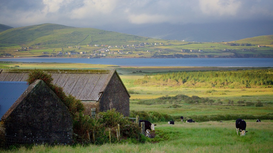 Un paysage rural avec une maison en pierre, des vaches qui paissent et, au loin, une vue sur une ville côtière et des collines.
