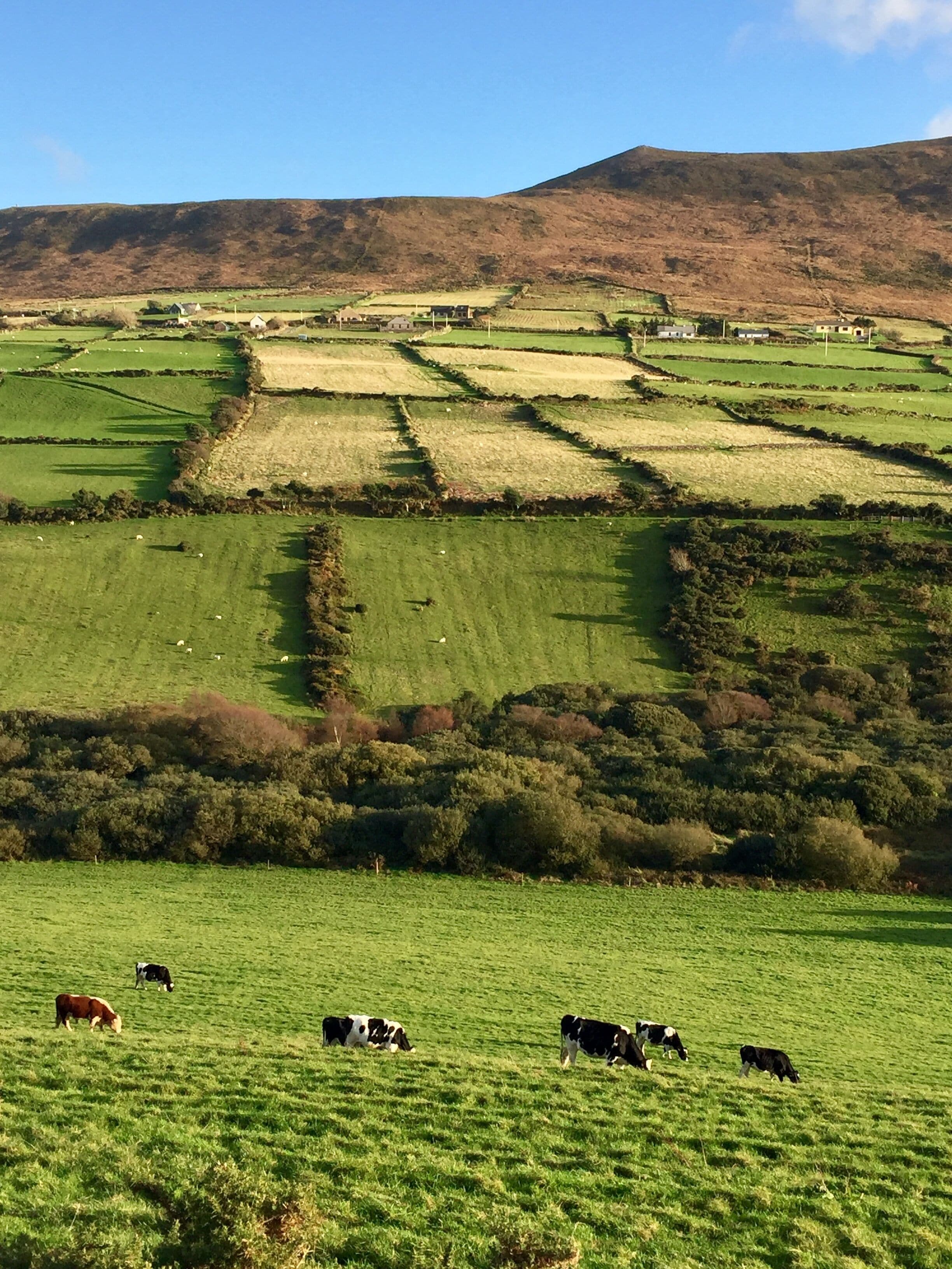 The drive out to Dingle is fantastic.  Only got to stay one night here but this was basically the scene going out.