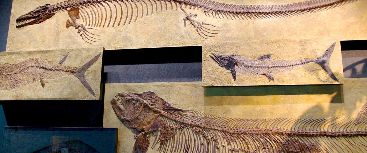 Denver Museum of Nature and Science which includes interior views