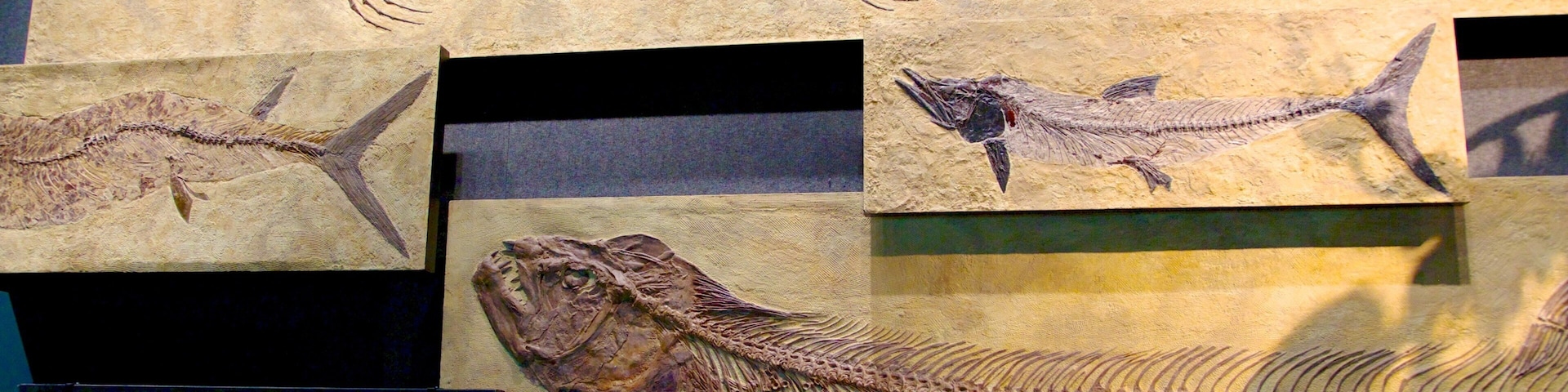 Denver Museum of Nature and Science which includes interior views