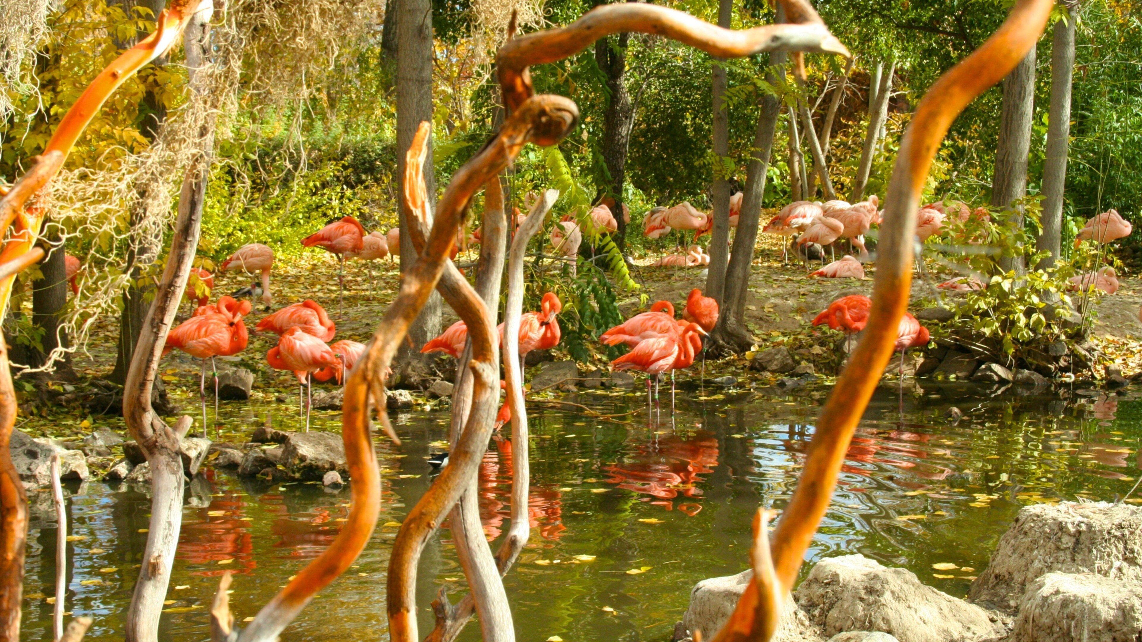 Vibrant flamingos gathered around a serene pond at Denver Zoo in Colorado
