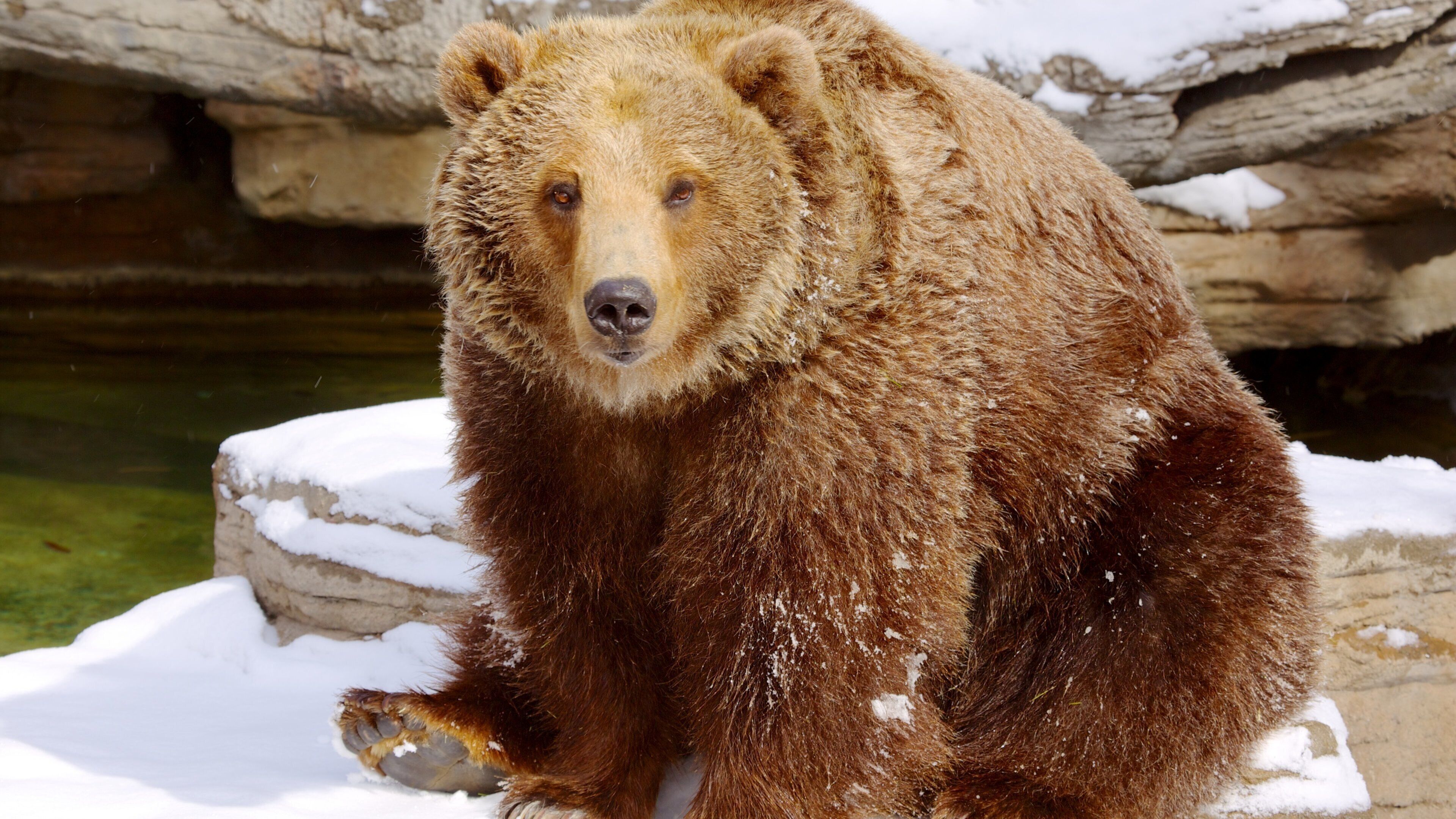 Denver Zoo which includes dangerous animals and snow